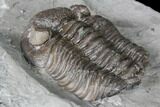 Long Eldredgeops Trilobite - Paulding, Ohio #85555-4